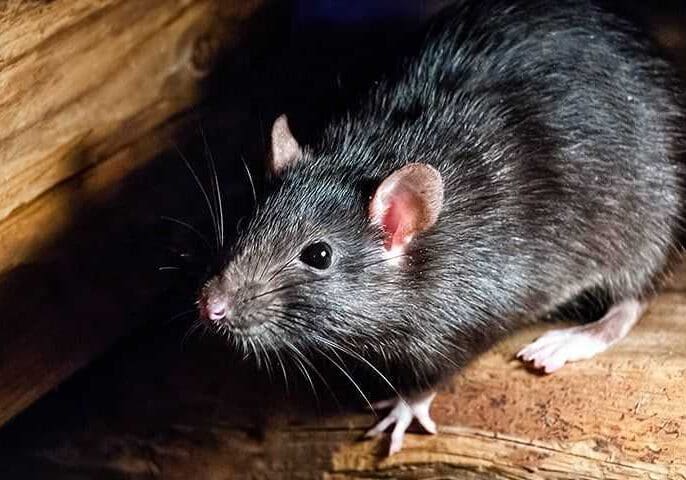 rat