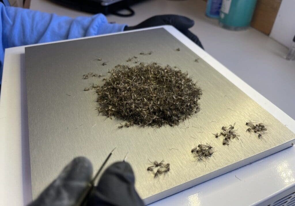 sorting mosquitoes