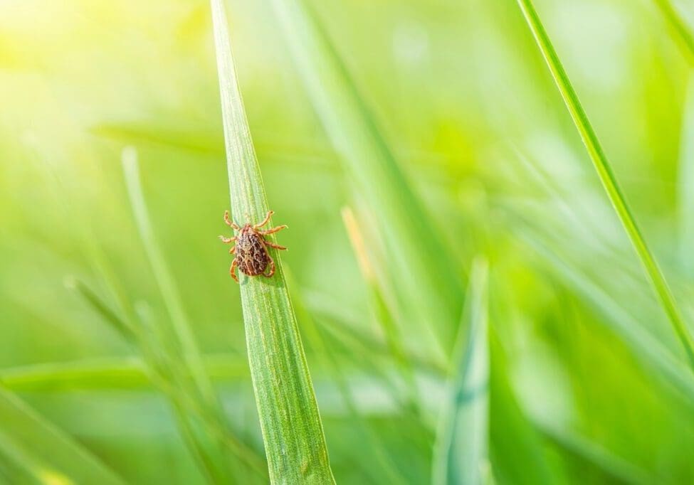 wild tick in grass